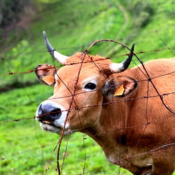 caritoysuaparato photo