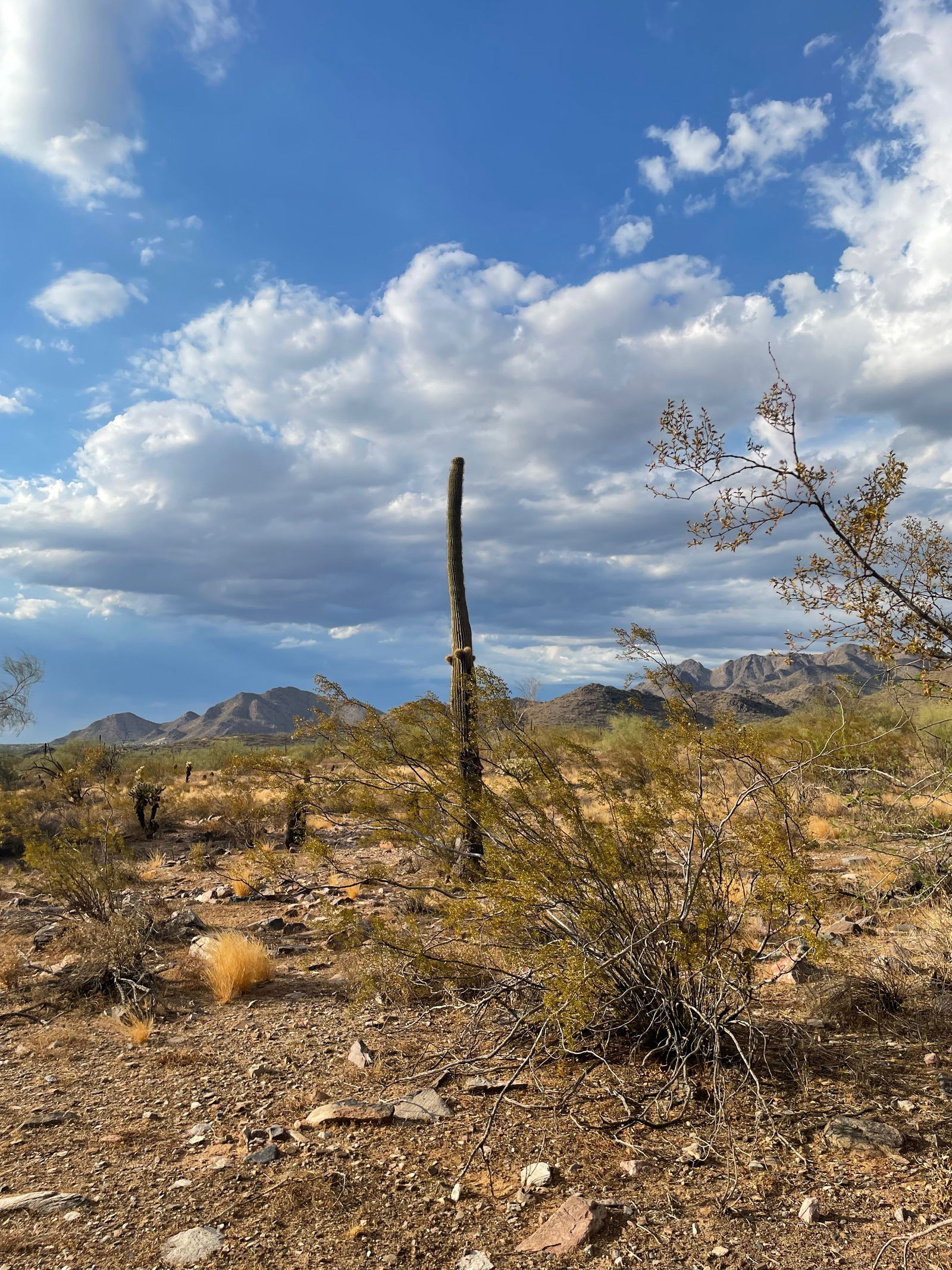 Zoie B (Topless Gaming &amp; Nudes) photo