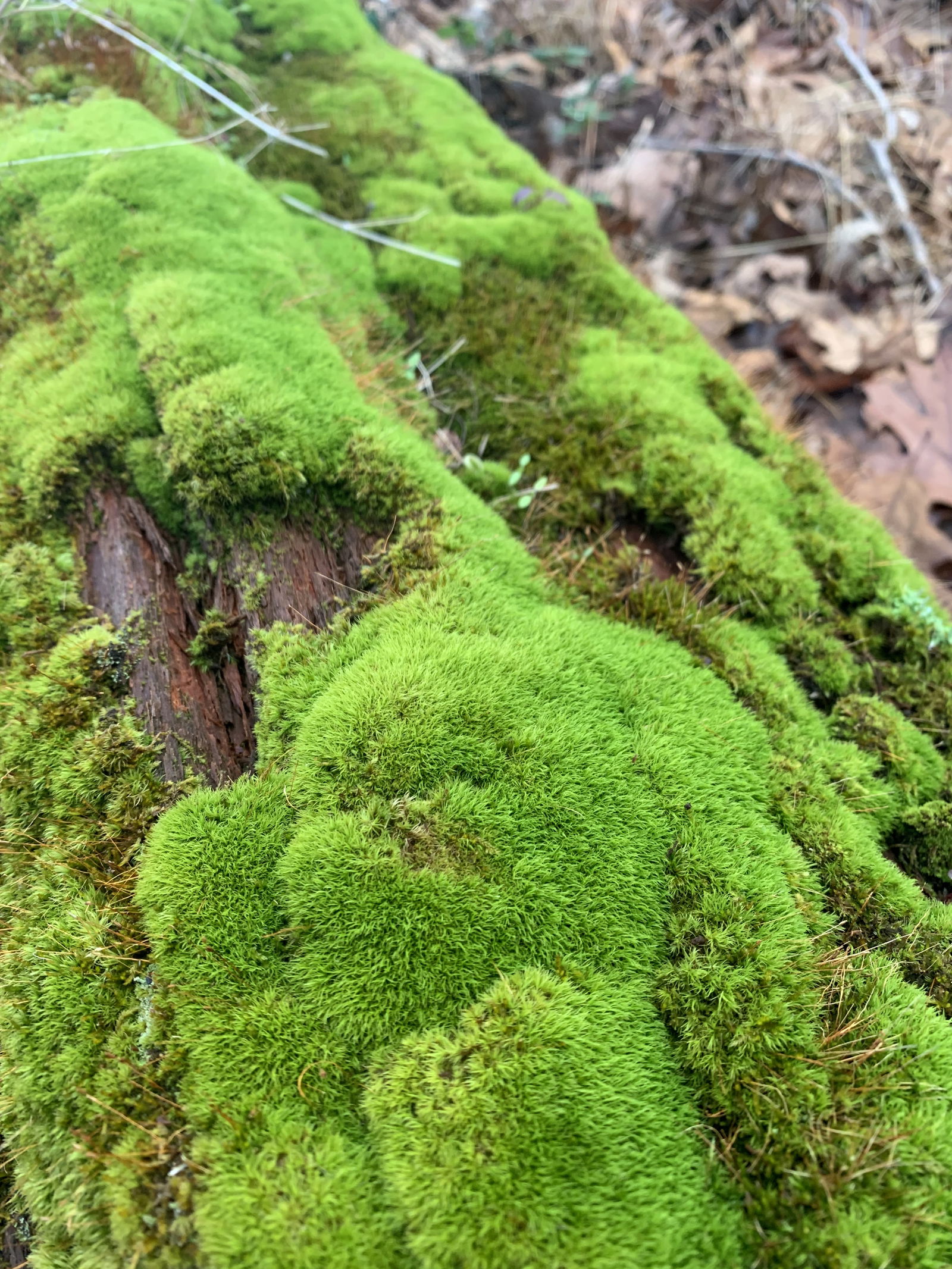 RinaKitty🌱NO PPVS🌱FULL VIDS EVERY WEEK photo