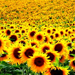 Serafina 💛🌻✨☀️ photo