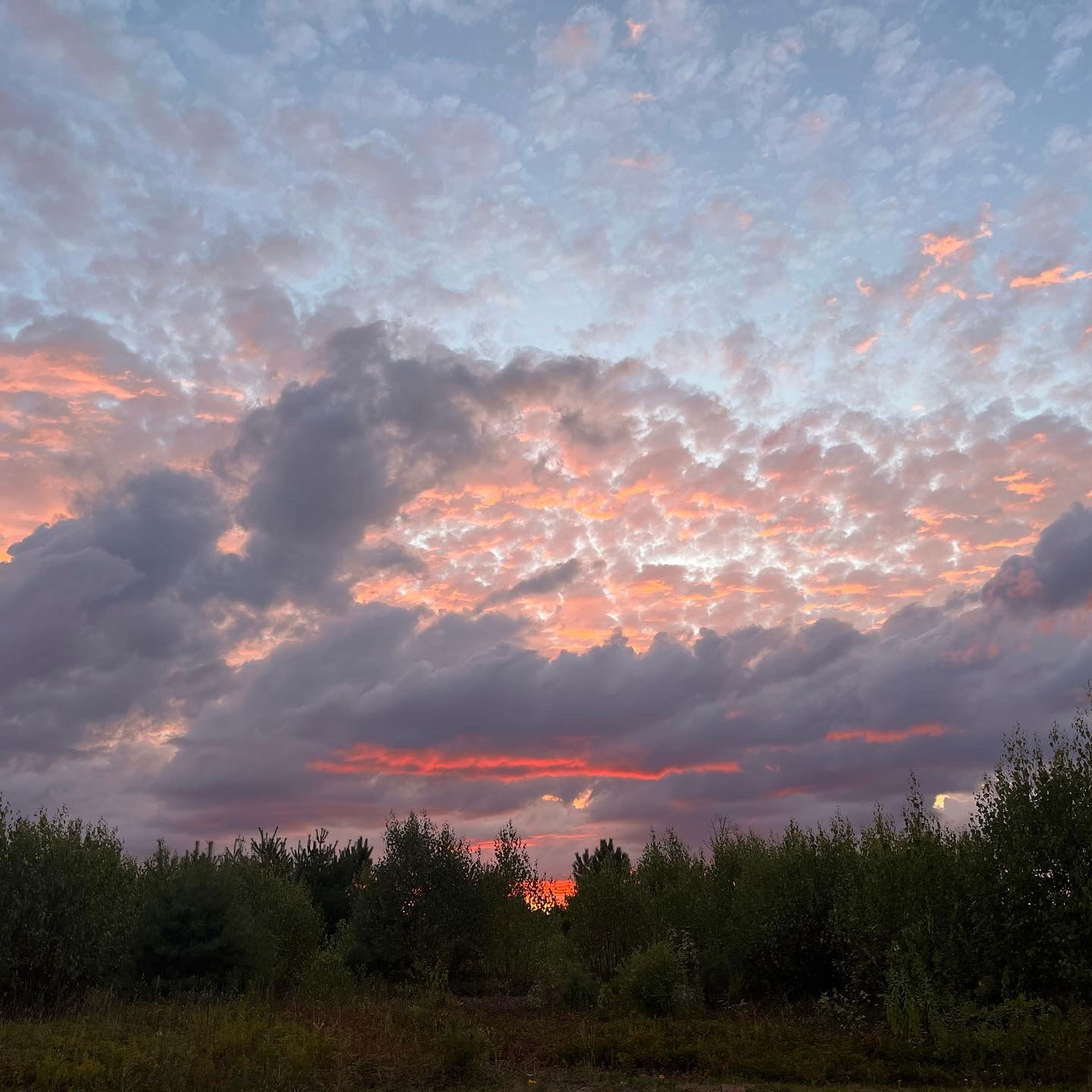 🌸MorningGlory🌸 photo
