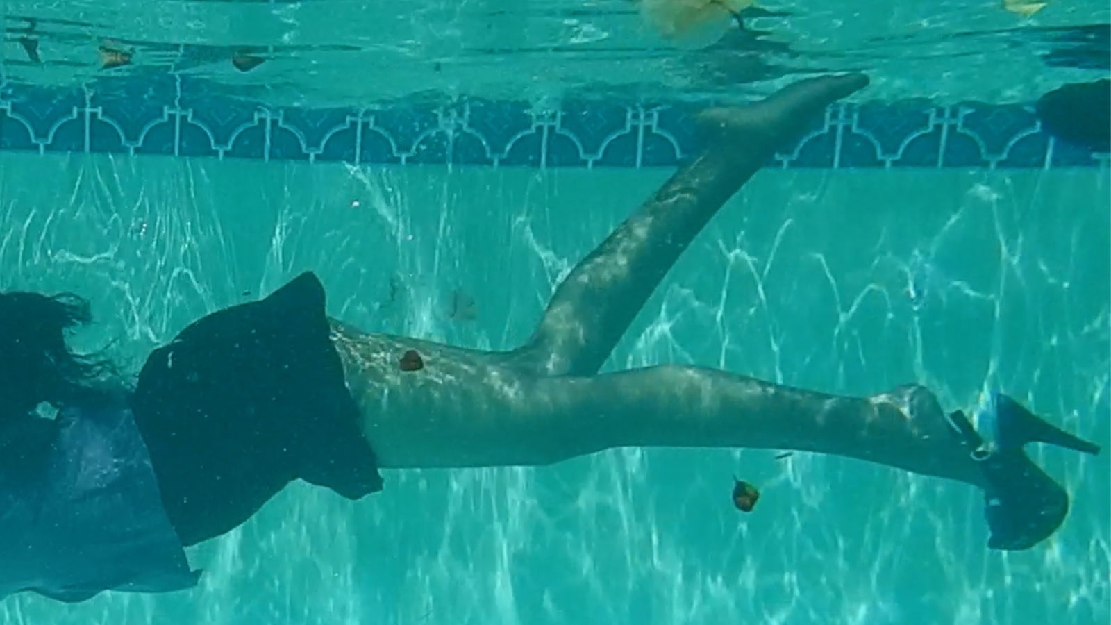 Stella Aeternum photo