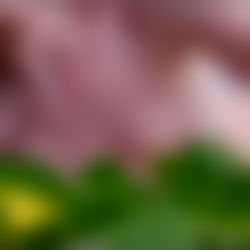 โก๐๐ป๐ฒ๐ท๐ฌ๐ฎ๐ผ๐ผ ๐๐ธ๐ญ๐ฒ๐ฎ โก photo