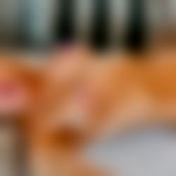 ๐ Ashley Belle ๐ CUSTOMS VIDEOCALLS photo