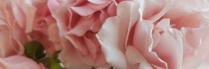 Wren Rhubarb 🍓 photo