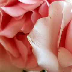 Wren Rhubarb ๐ photo