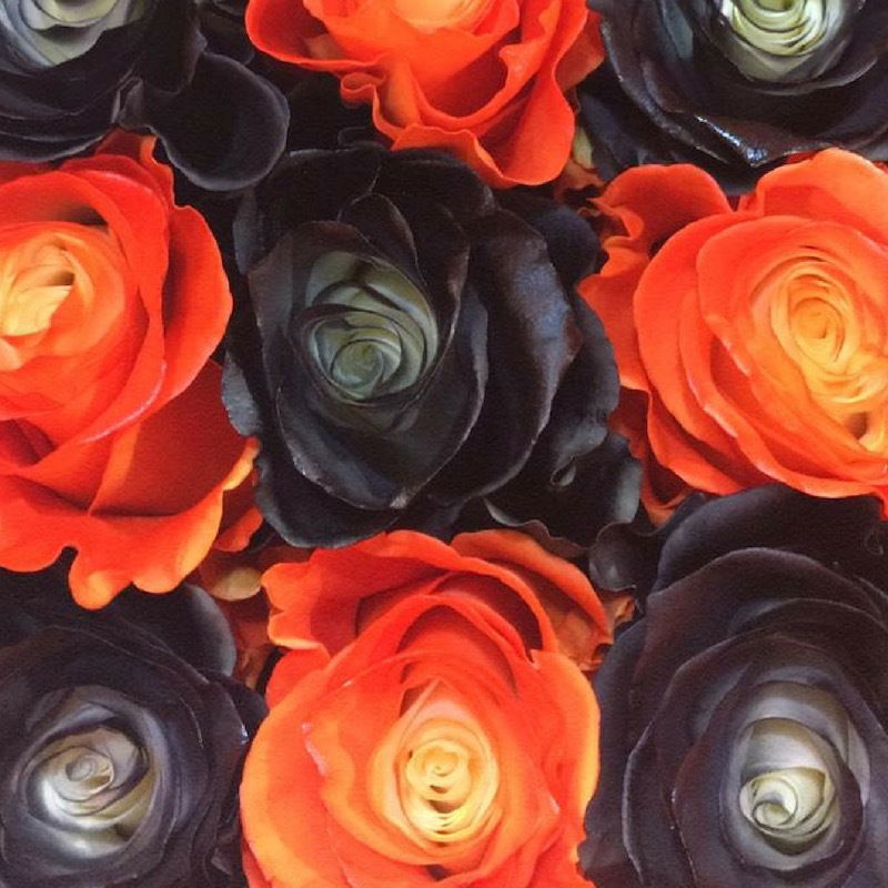 𝐆𝐨𝐝𝐝𝐞𝐬𝐬 𝐁𝐫𝐢𝐚𝐧𝐧𝐚 🇨🇦🌹 ©Rose Promotions photo