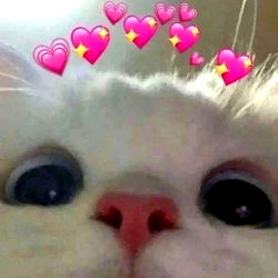 Boeskooi Katmodel - Unieke Prestasie