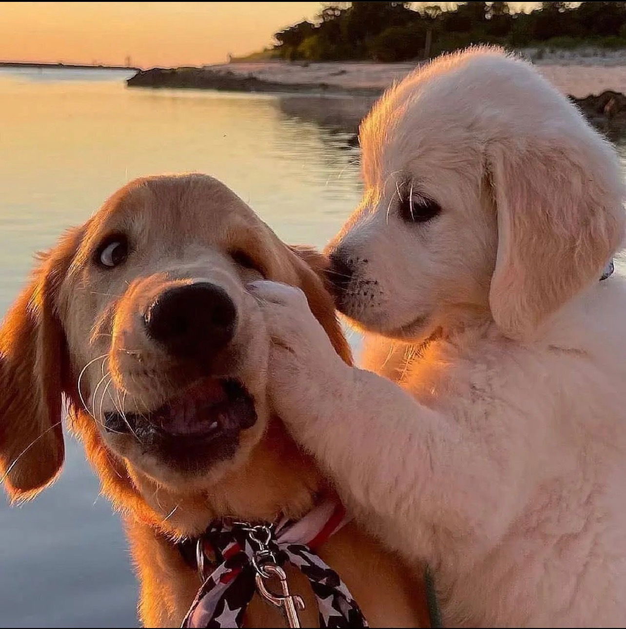 🧝🏽‍♀️ photo