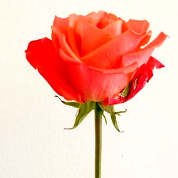 Pragtige Vrouelike Model - 'Amanda Rose'