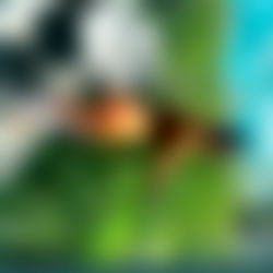 ๐ผ๐ก๐๐ญ๐๐ ๐๐๐๐ฌ photo