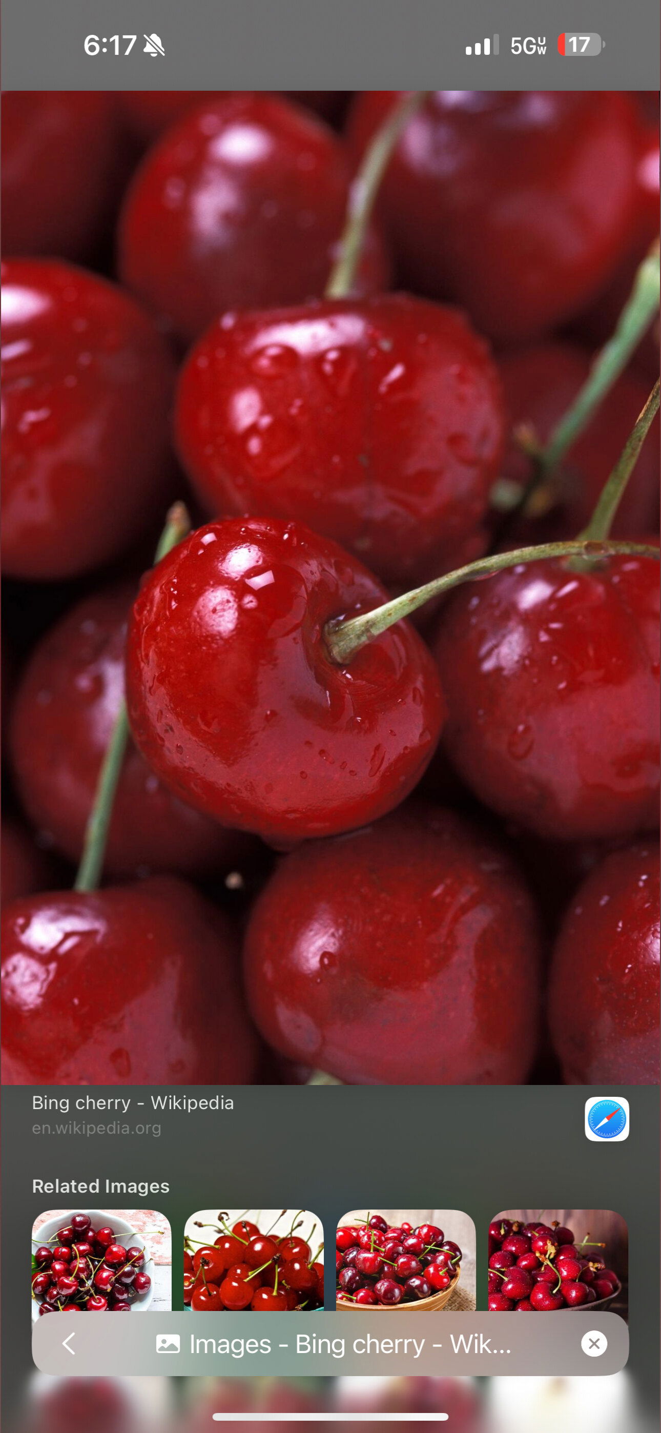 Syd Cherries 🍒 photo