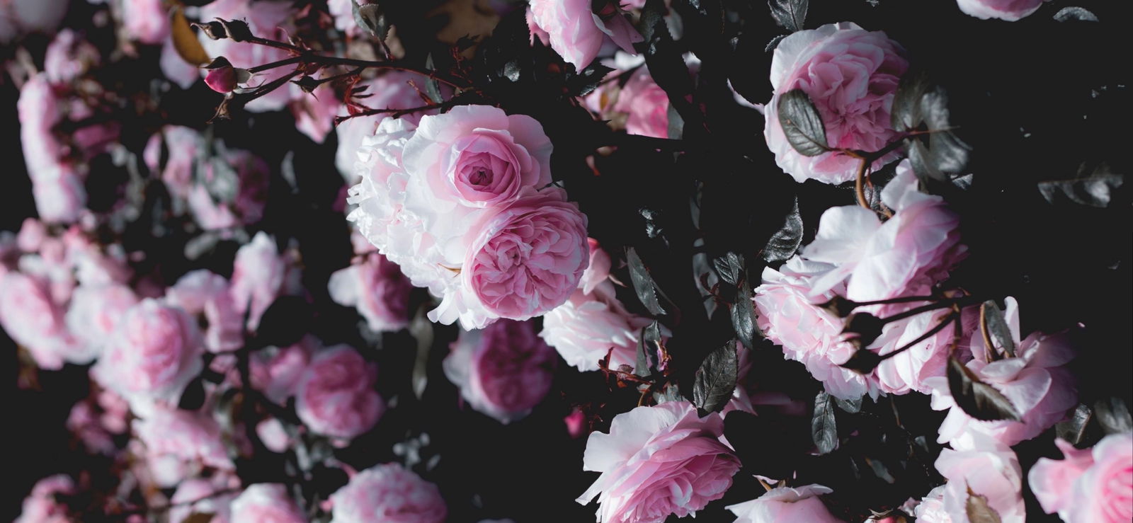 Leslie Lux 💋 photo