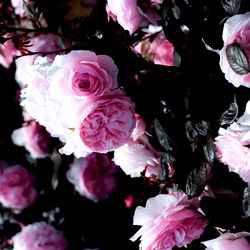 Leslie Lux 💋 photo