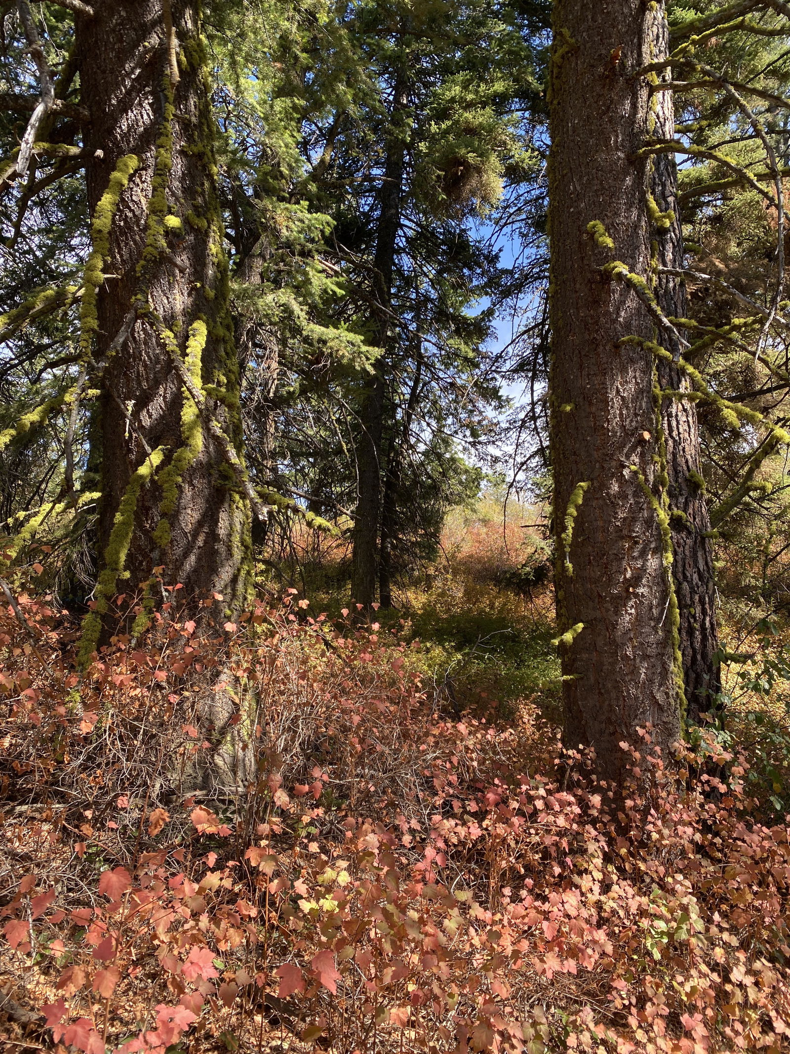 Harper the Fox photo