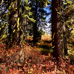 Harper the Fox photo